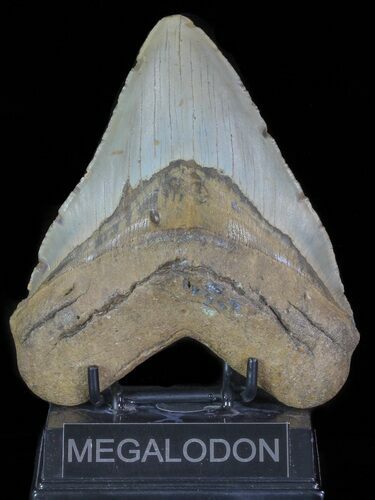 Large, Fossil Megalodon Tooth - North Carolina #66146